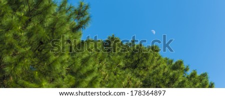 waxing / waning crescent moon phase with silhouette forest pine trees and midnight blue sky cresent