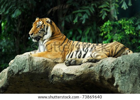 Portrait of a Royal Bengal tiger sit on the rock