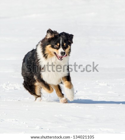 the Australian shepherd plays on a snow field