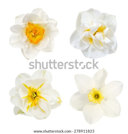 narcissus  collage, flowers are is isolated on the white