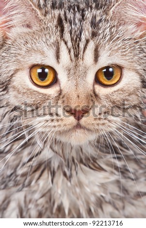 wet cat close up portrait