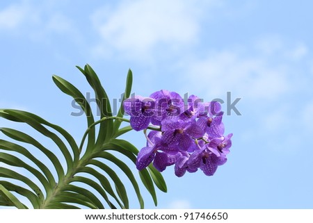 Blue orchid (vanda sansai blue)
