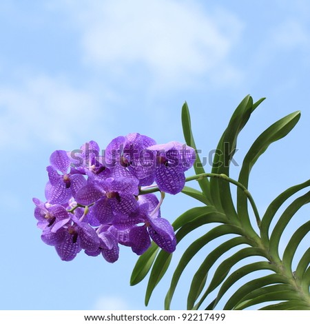 Blue orchid (vanda sansai blue) isolated on white