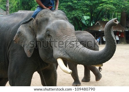Elephant face, Chiang Mai, Thailand