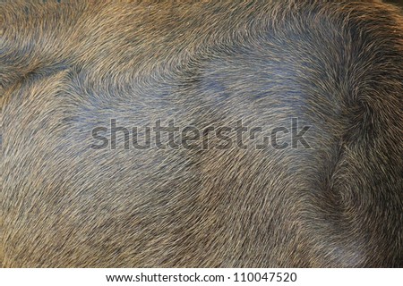 water buffalo skin texture,