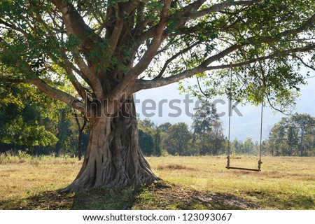big tree with swing on green field, Chiang Mai, Thailand