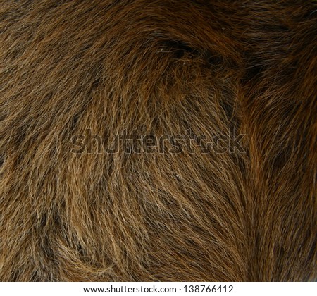 brown animal hair