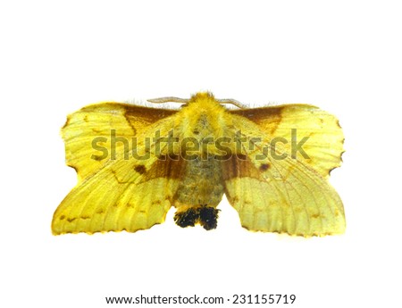 yellow small moth butterfly in Thailand