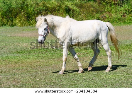 beautiful white horse feeding in a green pasture