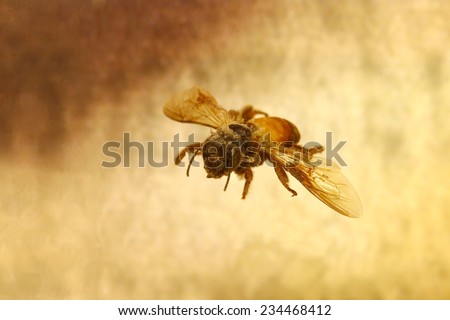 a bee fly in the air