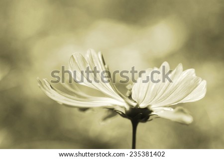 sepia flower