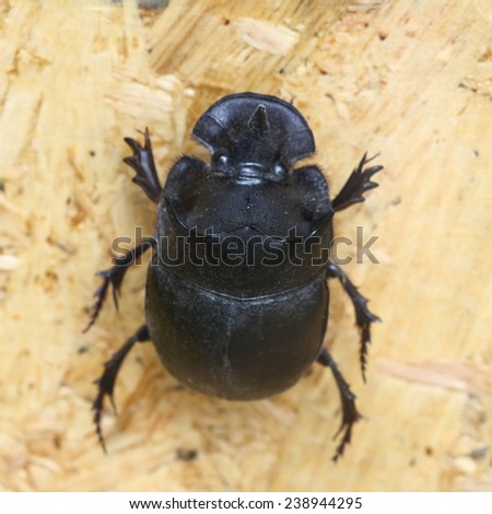 beetle on wood