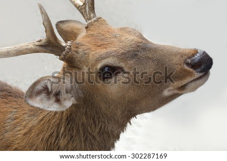 close up deer head
