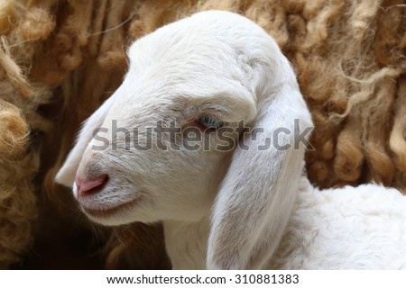 new born sheep,Abandoned new-born lamb