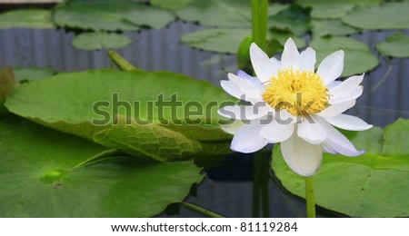 Light blue lotus in lake