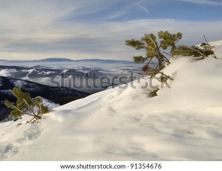 View of the valley and white mountains with mountain pine in the foreground.
