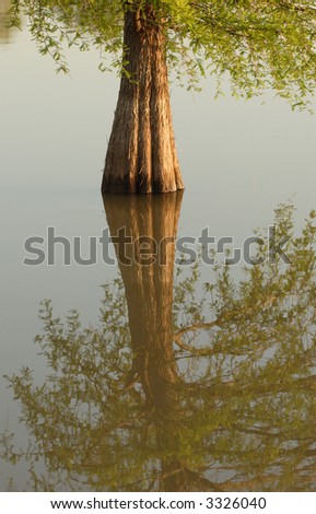 Tree in water with reflection of trunk and limbs and leaves