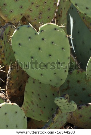 Heart shaped prickly pear cactus at Carlsbad Caverns in New Mexico