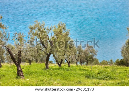 Olive trees orchard in Gargano National Park, Italy.