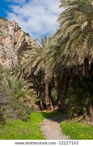 Palm trees at the Preveli Palm Forest in Crete, Greece