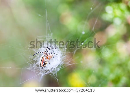 Colorful spider building his web in the nature