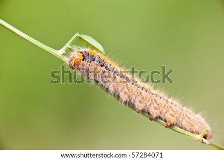 Grass Eggar Caterpillar eating on a small branch.