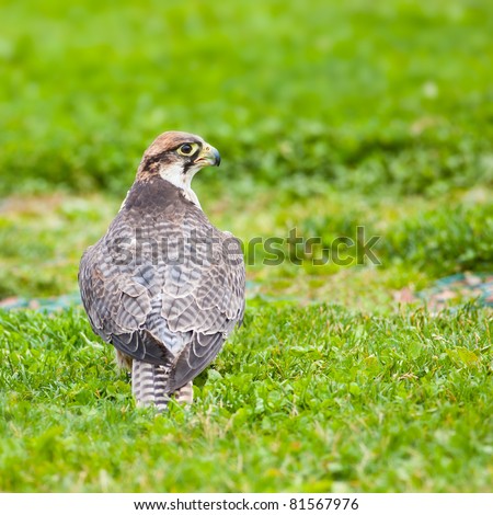 Lanner falcon sitting on grass. Photo taken at Ailwee Cave, Birds of Prey sanctuary, Ireland.