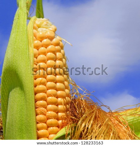 Young ears of corn against the sky