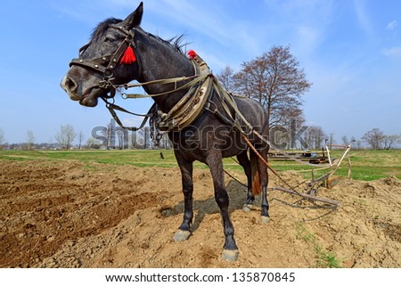 A horse on a spring field during field works.