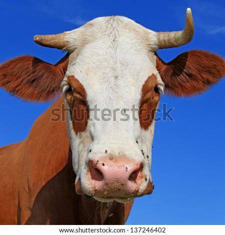 Head of a cow against the sky