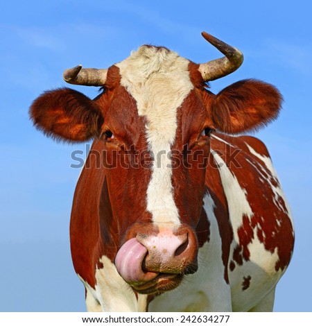 Head of a cow against the sky