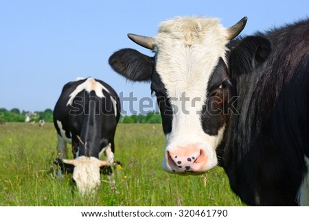 Head of the calf against a pasture