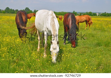 Horses on a summer pasture. Horses on a summer pasture in a rural landscape.