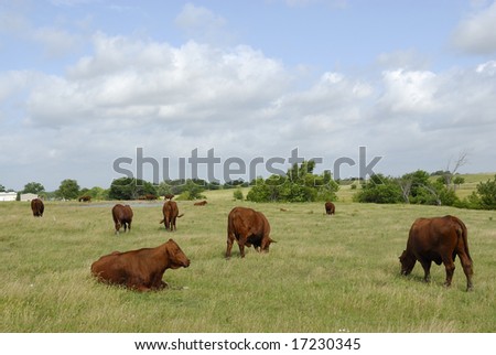 A herd of cattle grazing in an open field with birds.
