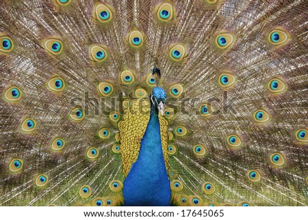 Peacock facing front showing all of feathers while courting other birds.