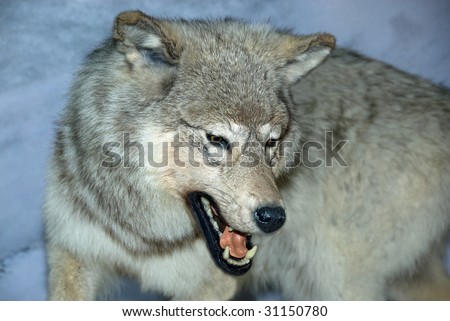 A close up shot of a growling white wolf