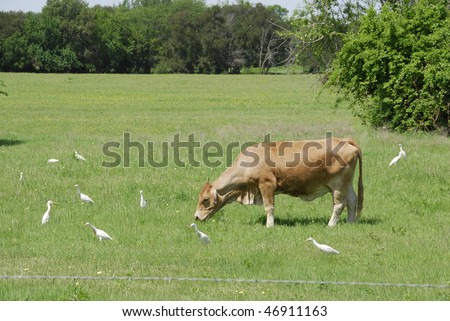 Cow Grazing In Field With Cattle Egret Many Birds