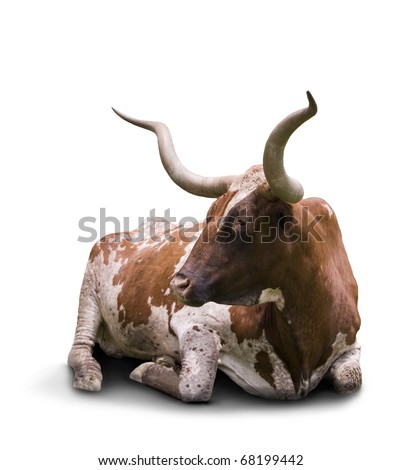 Texas longhorn bull lying down with long horns isolated on white