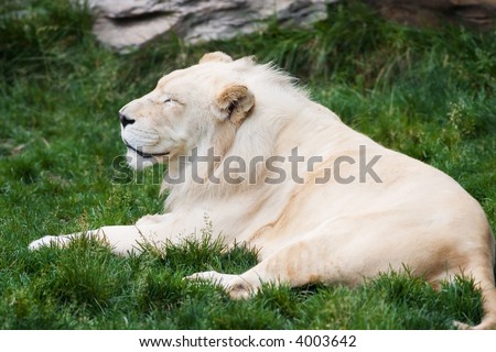 Lion at rest in the grass at the zoo