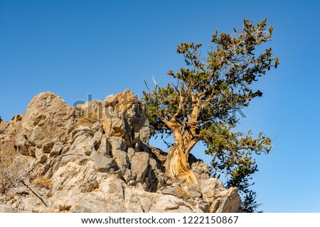 Similar – Foto Bild Ein alter Baum wächst in der roten Wüstenlandschaft zwischen Gräser und Gebüsch, im Hintergrund eine Bergkette