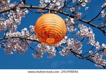 Japanese lantern in a blossoming cherry tree during Hanami