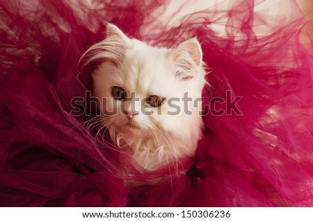Adorable white Persian kitten surrounded by red tulle