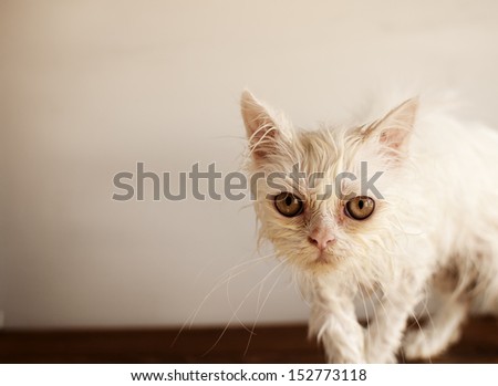 Funny and ugly wet Persian kitten after a bath