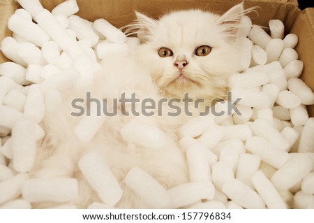 Adorable white Persian kitten in a cardboard box