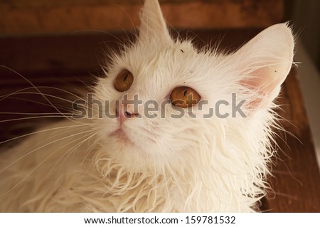Wet cat with fleas