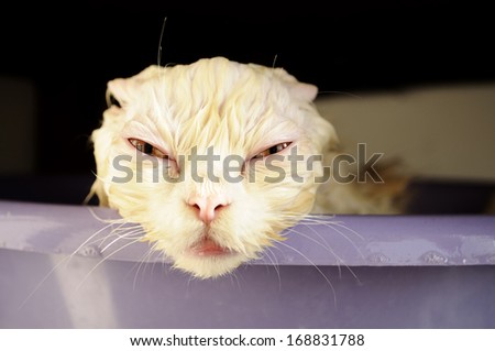 Funny wet white Persian kitten