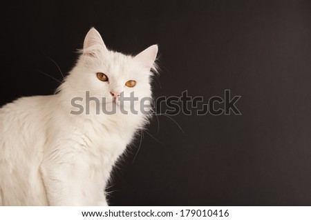 Beautiful white cat with yellow eyes, isolated