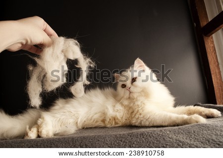 Woman holding a clump of cat hair in front of white cat