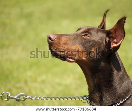 Doberman dog on a chain