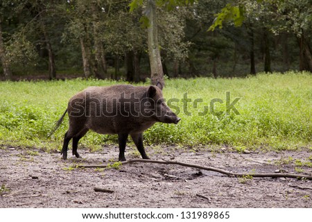 wild boar staying alert in a green forest ready to run
